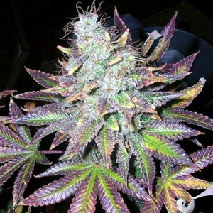 Sweet Purple marijuana seeds