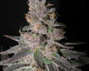 True Blueberry marijuana seeds