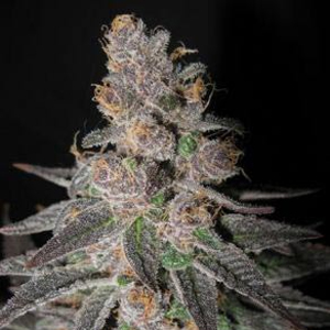 True Blueberry marijuana seeds