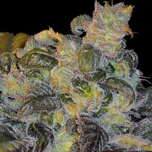 Whitaker Blues marijuana seeds