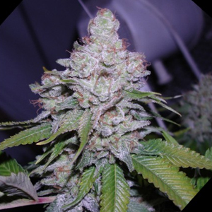 White Berry marijuana seeds