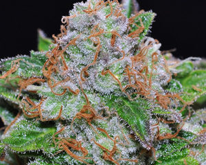 White Rhino marijuana seeds