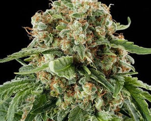 White Siberian marijuana seeds
