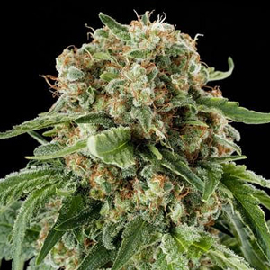 White Siberian marijuana seeds